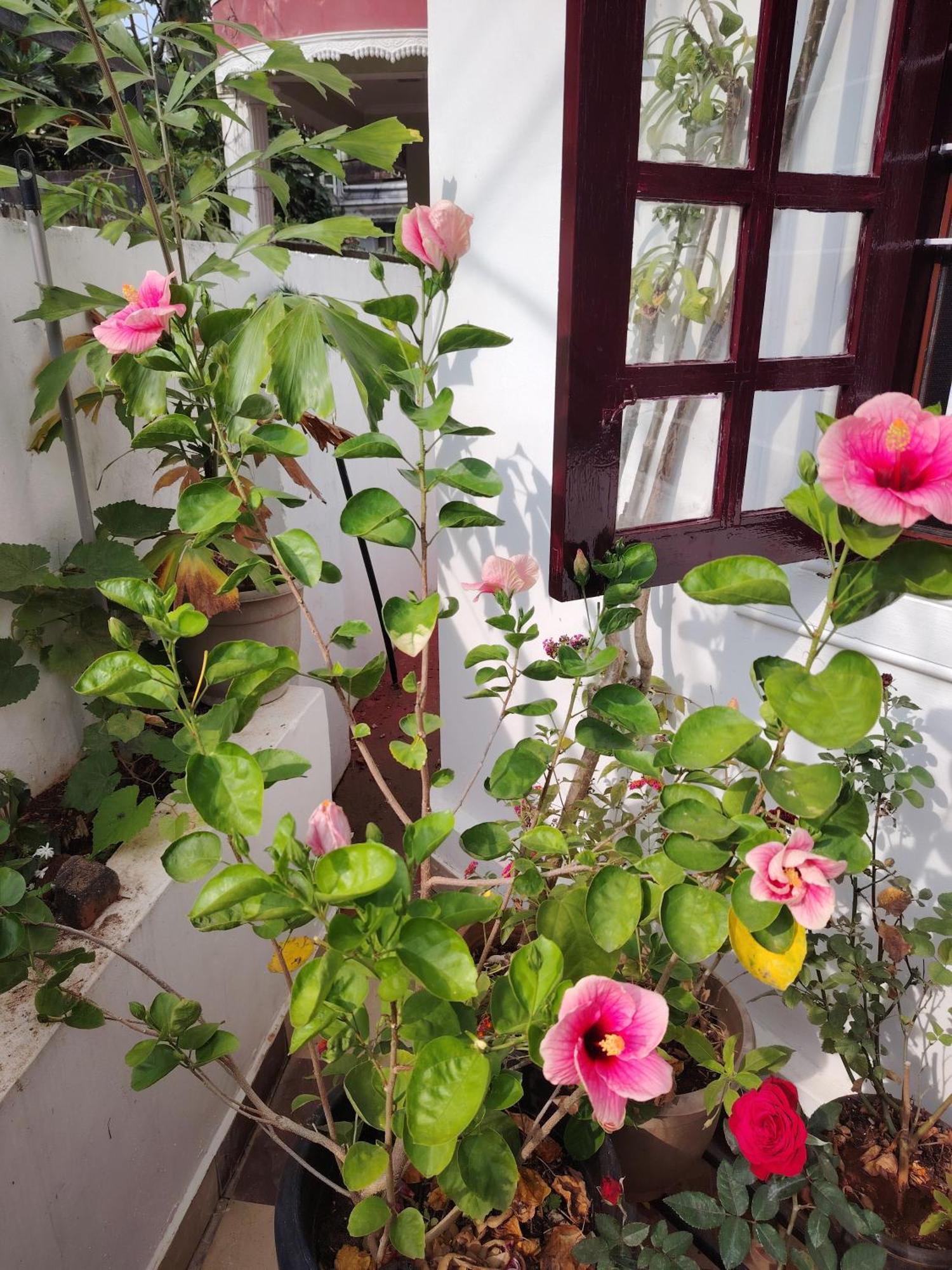 Beza Homestay Kochi Exterior photo